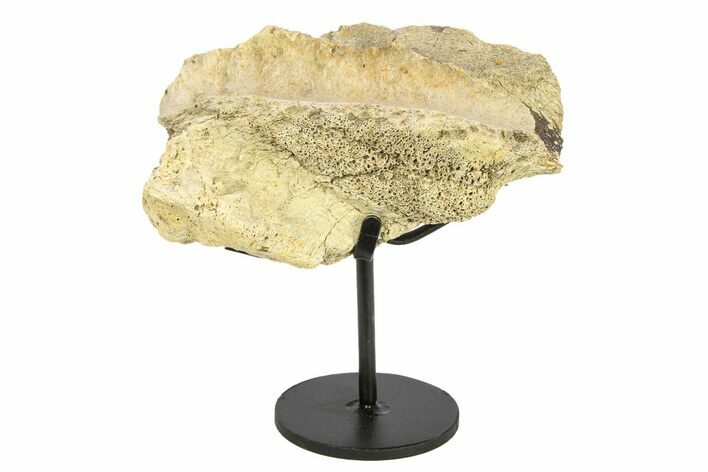 Fossil Dinosaur Skull Section w/ Metal Stand - South Dakota #294896